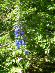 Delphinium schmalhausenii