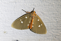 Tinolius eburneigutta