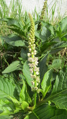 Phytolacca octandra