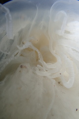 Hyperiidae