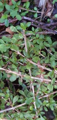 Coprosma depressa