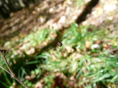 Hyptiotes