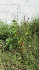 Phytolacca octandra