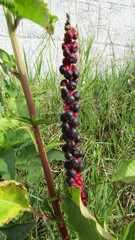 Phytolacca octandra