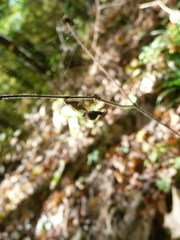 Hyptiotes
