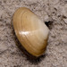 Elongate Wedge Shell - Photo (c) Alan Melville, some rights reserved (CC BY-NC-ND), uploaded by Alan Melville