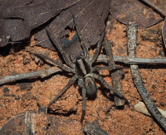 Lycosa australicola