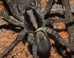 Lycosa australicola