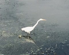 Ardea alba