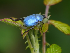 Hoplia coerulea