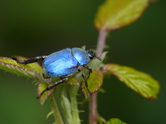 Hoplia coerulea
