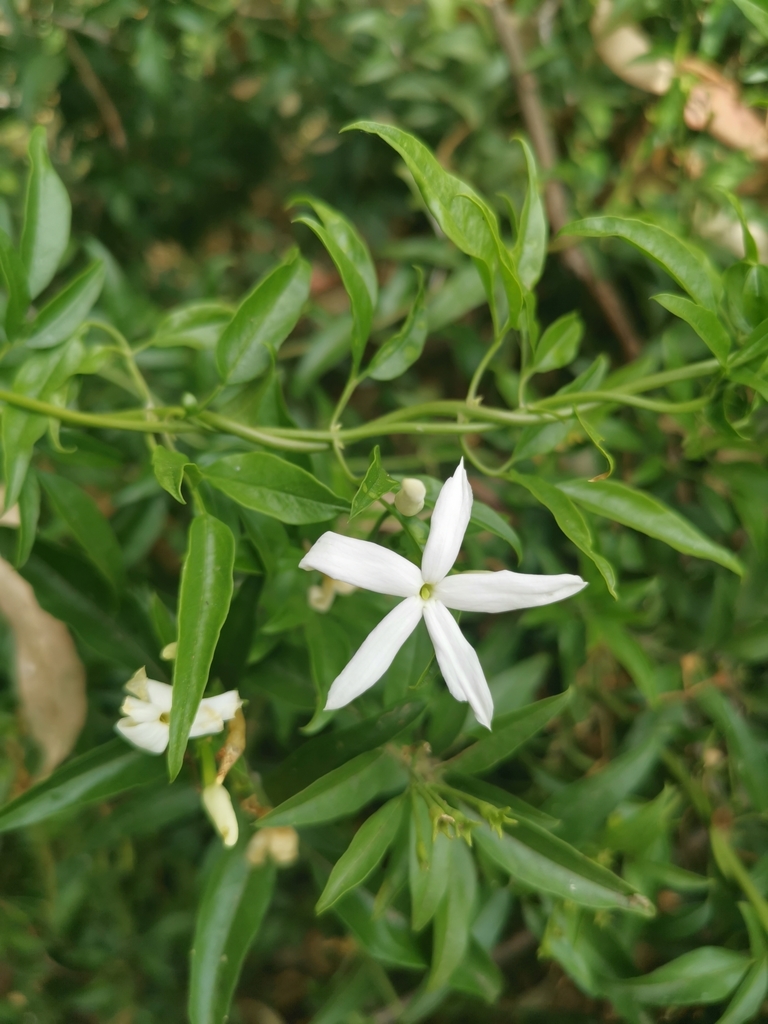 Jasminum tortuosum, Langeberg Local Municipality, South Africa, by greenintaba