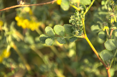 Coronilla