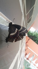 Papilio scamander
