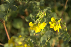 Coronilla