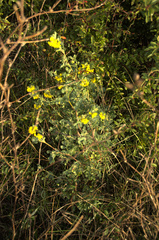 Coronilla