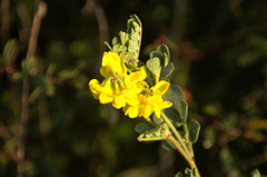 Coronilla