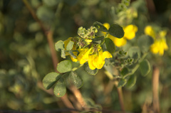 Coronilla