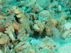 Amblyeleotris guttata