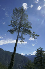 Pseudotsuga sinensis