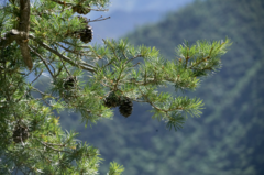 Pseudotsuga sinensis