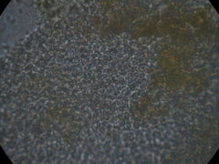 Byssomerulius psittacinus