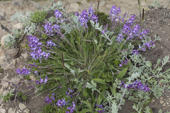 Oxytropis coerulea coerulea