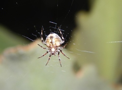 Neoscona quincasea