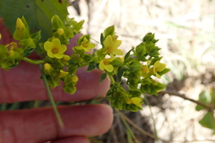 Sebaea sedoides