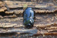 Platysoma compressum