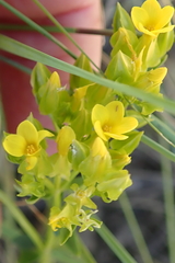 Sebaea sedoides