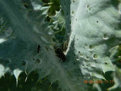Lixus cardui