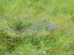 Astragalus onobrychis