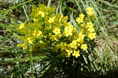 Sebaea sedoides