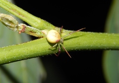 Misumenops rubrodecoratus
