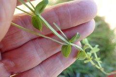 Sebaea sedoides