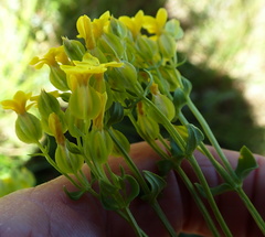 Sebaea sedoides