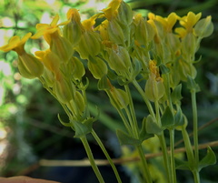 Sebaea sedoides