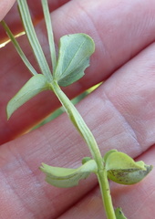 Sebaea sedoides