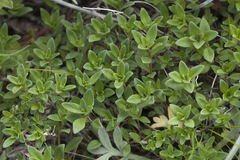 Thymus semiglaber