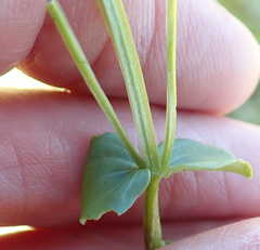 Sebaea sedoides