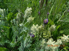 Oxytropis pilosa