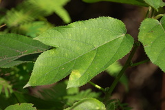 Rubus reflexus