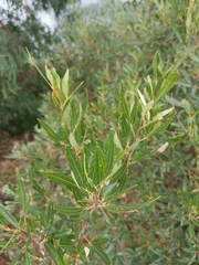 Searsia angustifolia