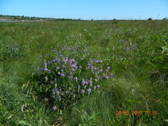 Astragalus onobrychis