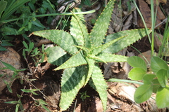Aloe greatheadii