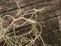 Usnea baileyi