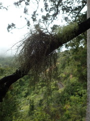 Usnea baileyi