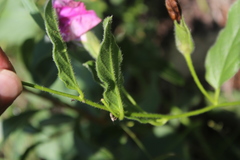 Ipomoea crassipes