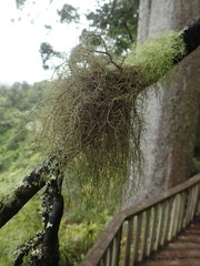 Usnea baileyi
